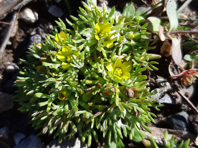 Ceratocephala falcata
