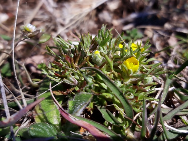 Ceratocephala falcata