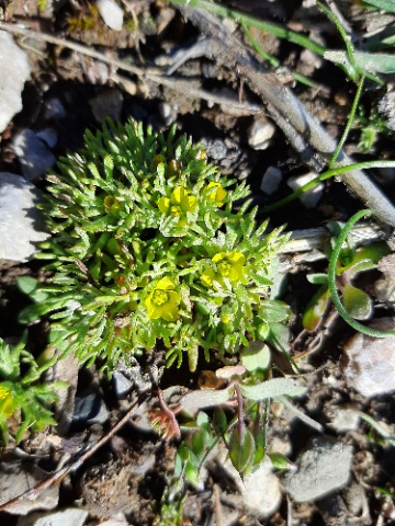 Ceratocephala falcata