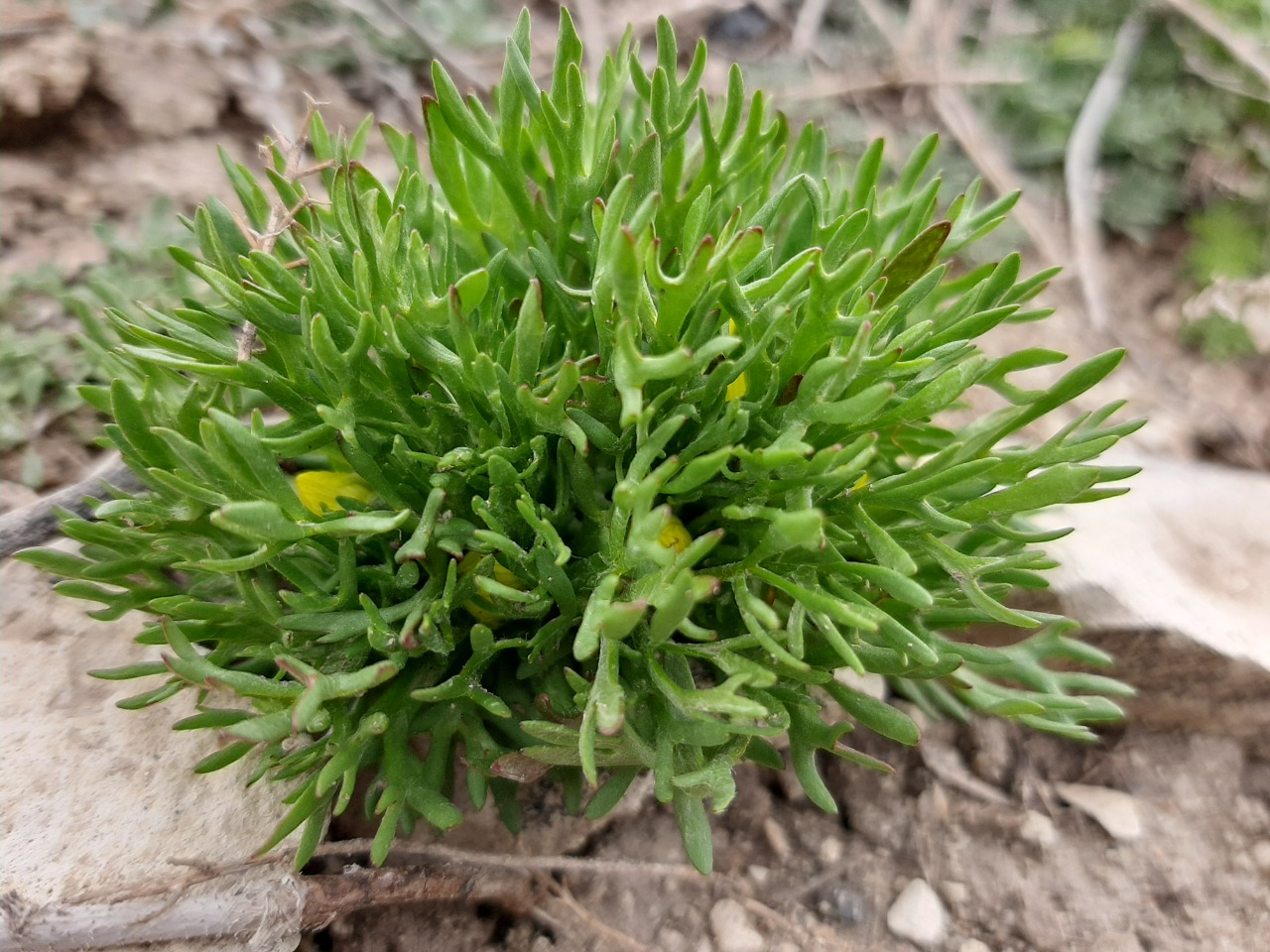 Ceratocephala falcata