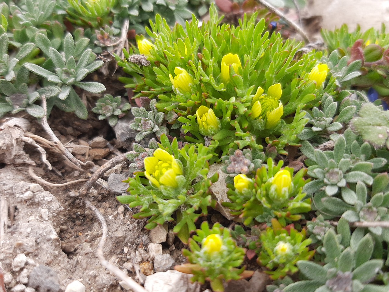 Ceratocephala falcata