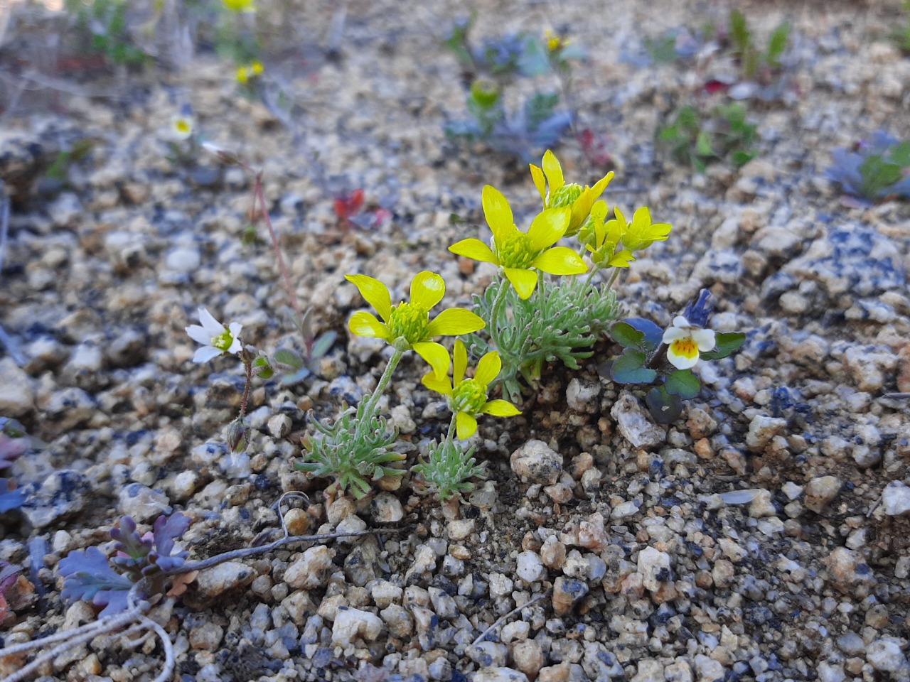 Ceratocephala falcata