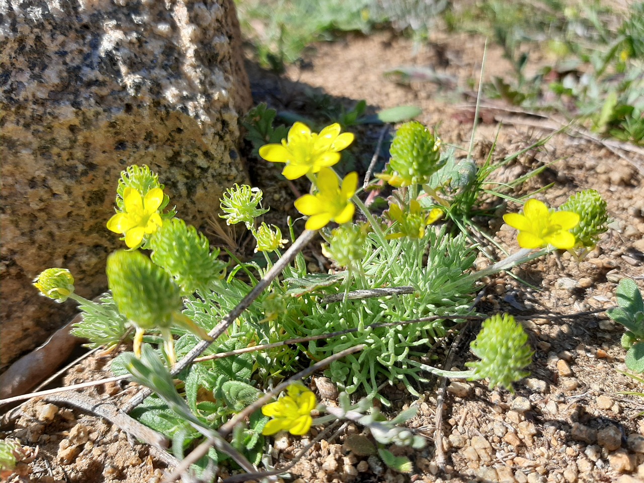 Ceratocephala falcata