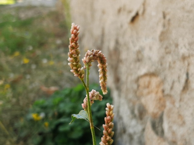 Polygonum lapathifolium