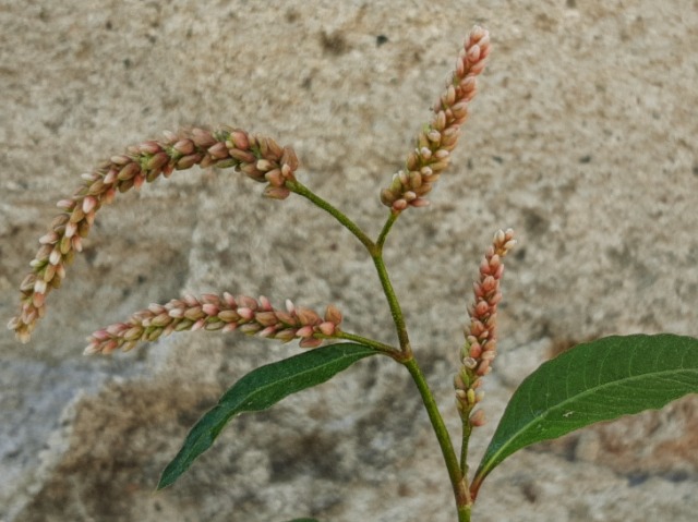 Polygonum lapathifolium