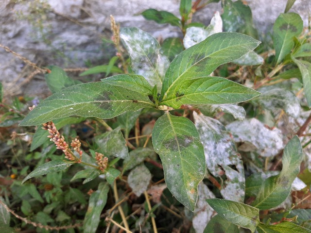 Polygonum lapathifolium