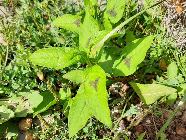 Polygonum lapathifolium