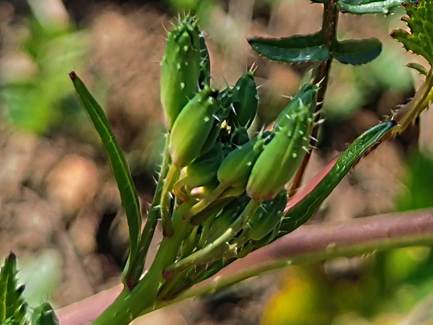 Raphanus raphanistrum