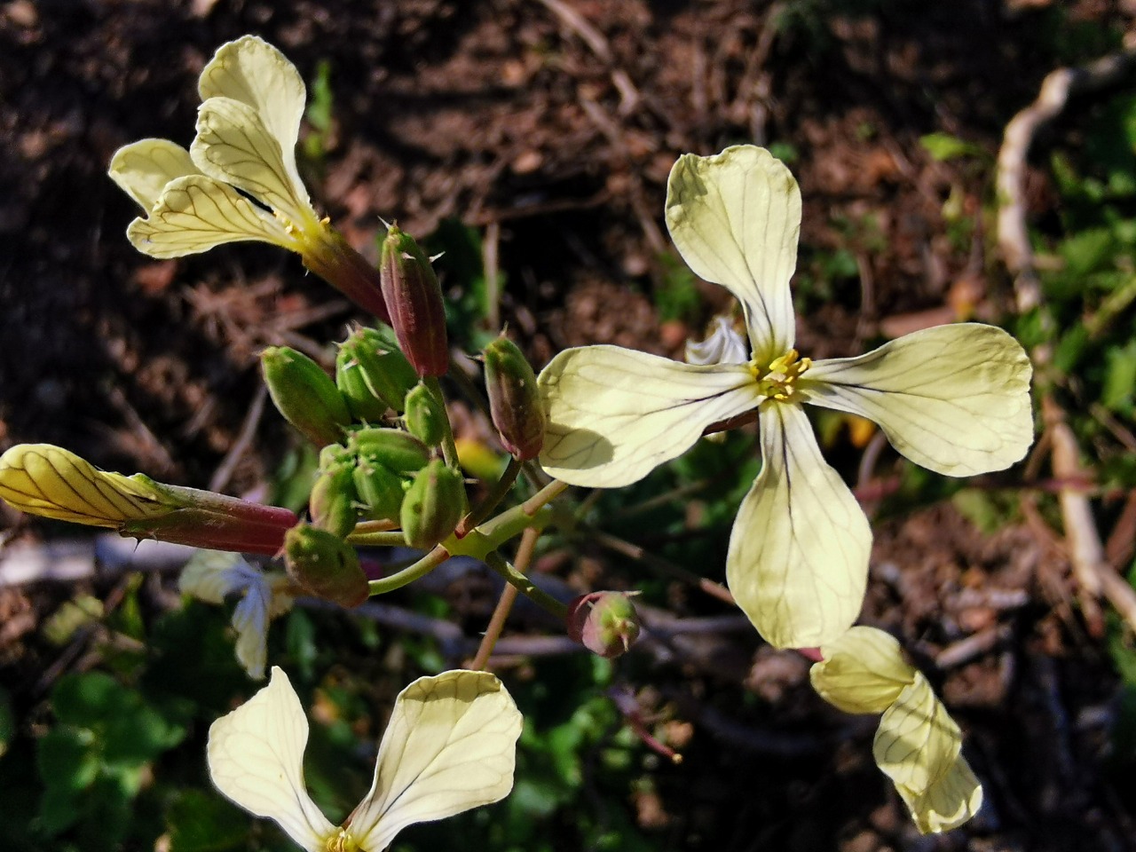 Raphanus raphanistrum