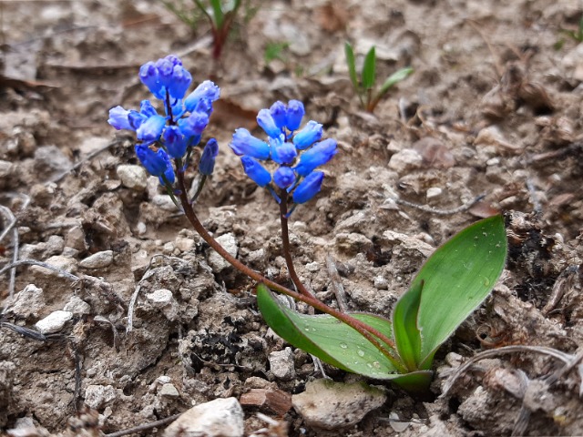 Hyacinthella lineata