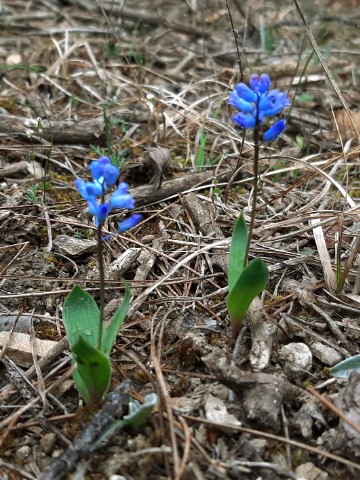 Hyacinthella lineata