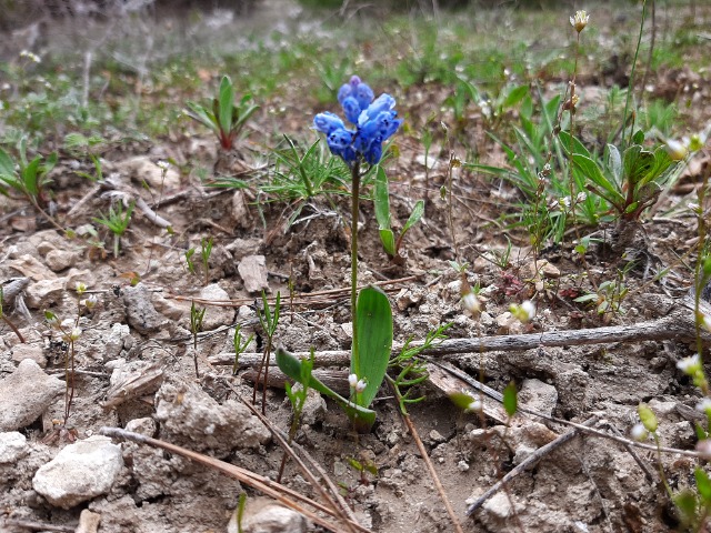 Hyacinthella lineata