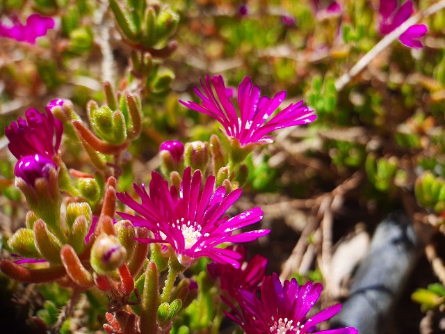 Drosanthemum floribundum