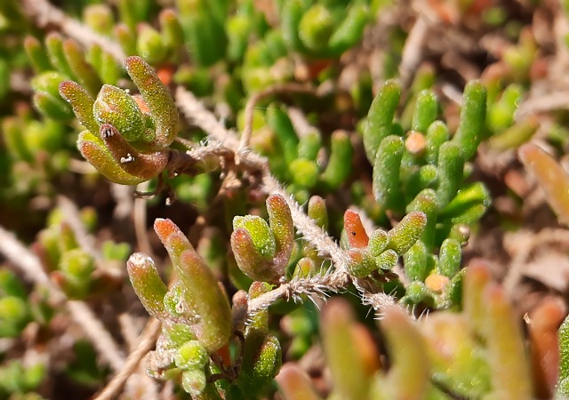 Drosanthemum floribundum