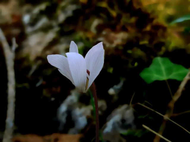 Cyclamen intaminatum