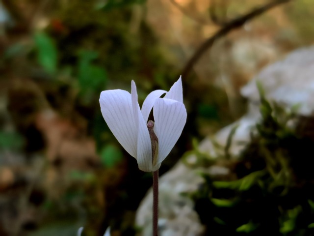 Cyclamen intaminatum