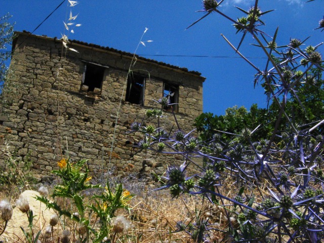 Eryngium creticum