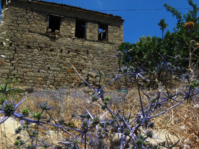 Eryngium creticum