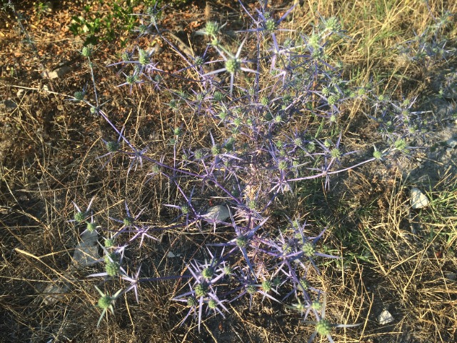 Eryngium creticum