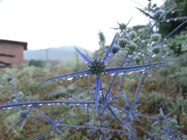Eryngium creticum