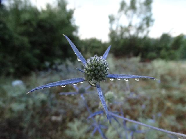 Eryngium creticum