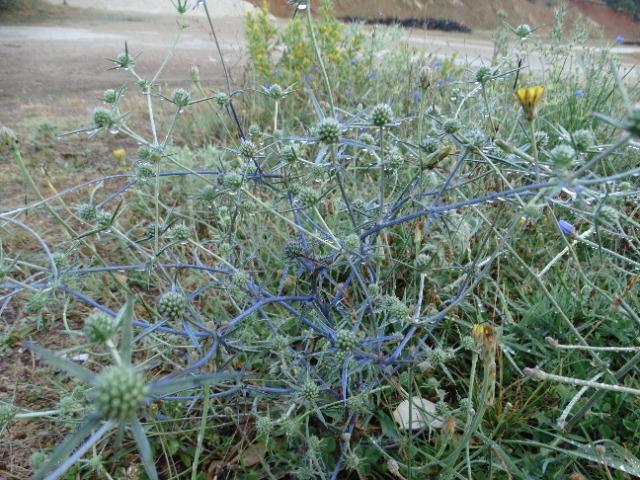 Eryngium creticum