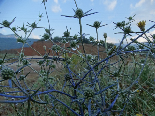 Eryngium creticum