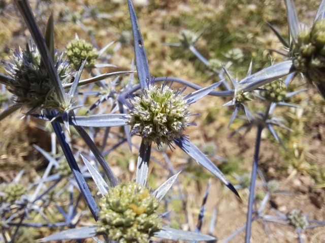 Eryngium creticum