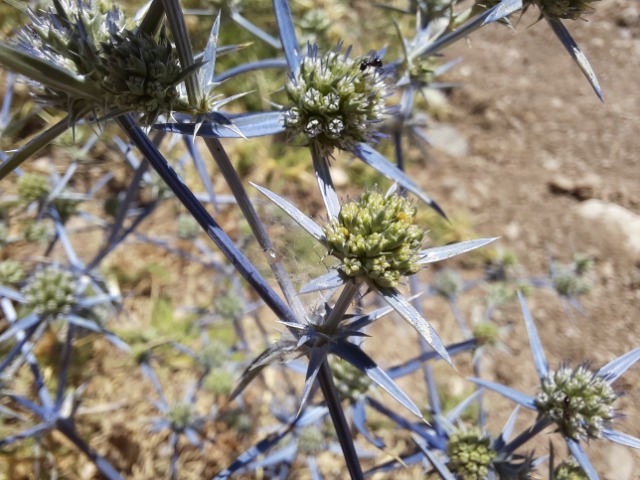 Eryngium creticum