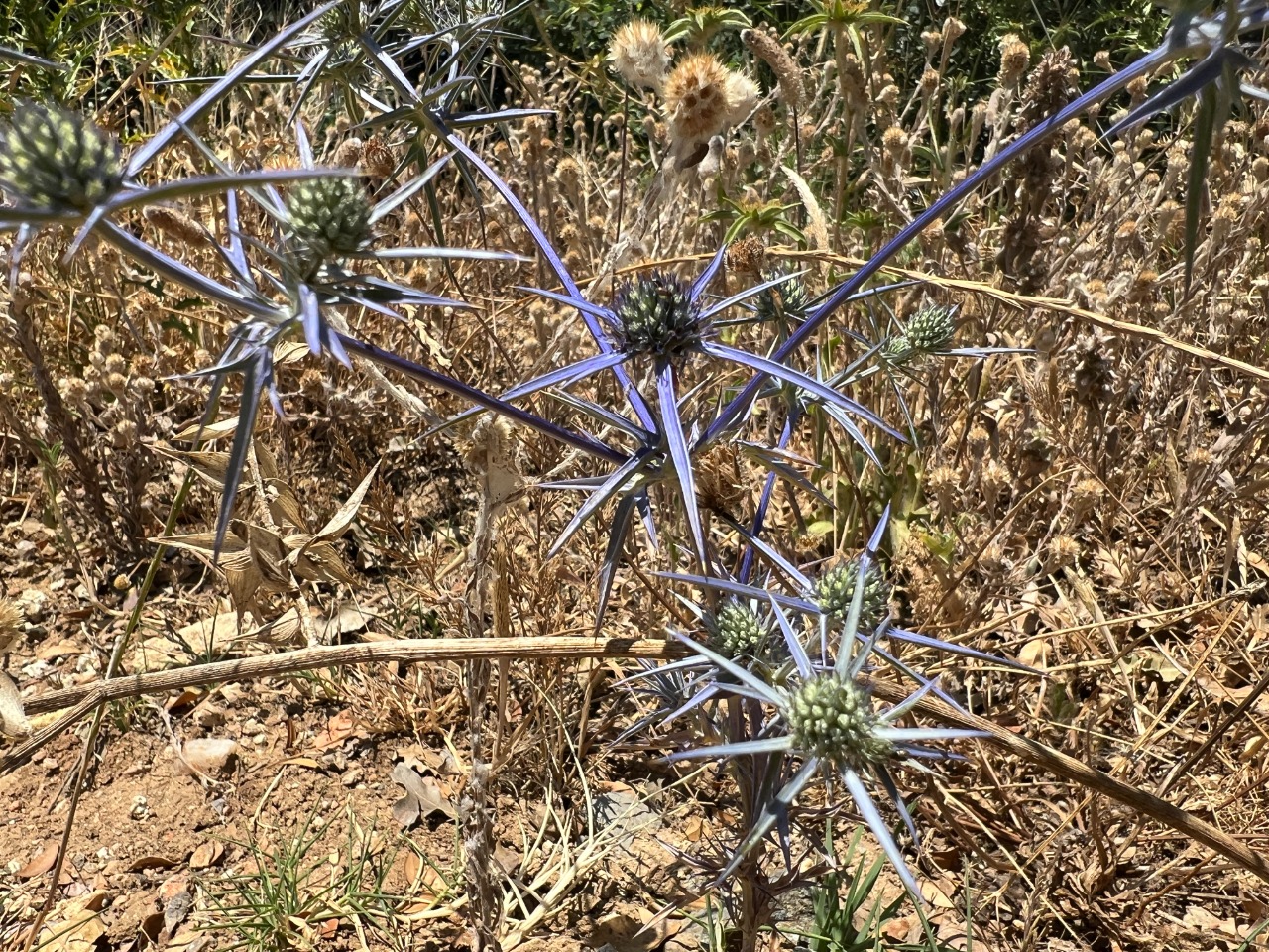 Eryngium creticum