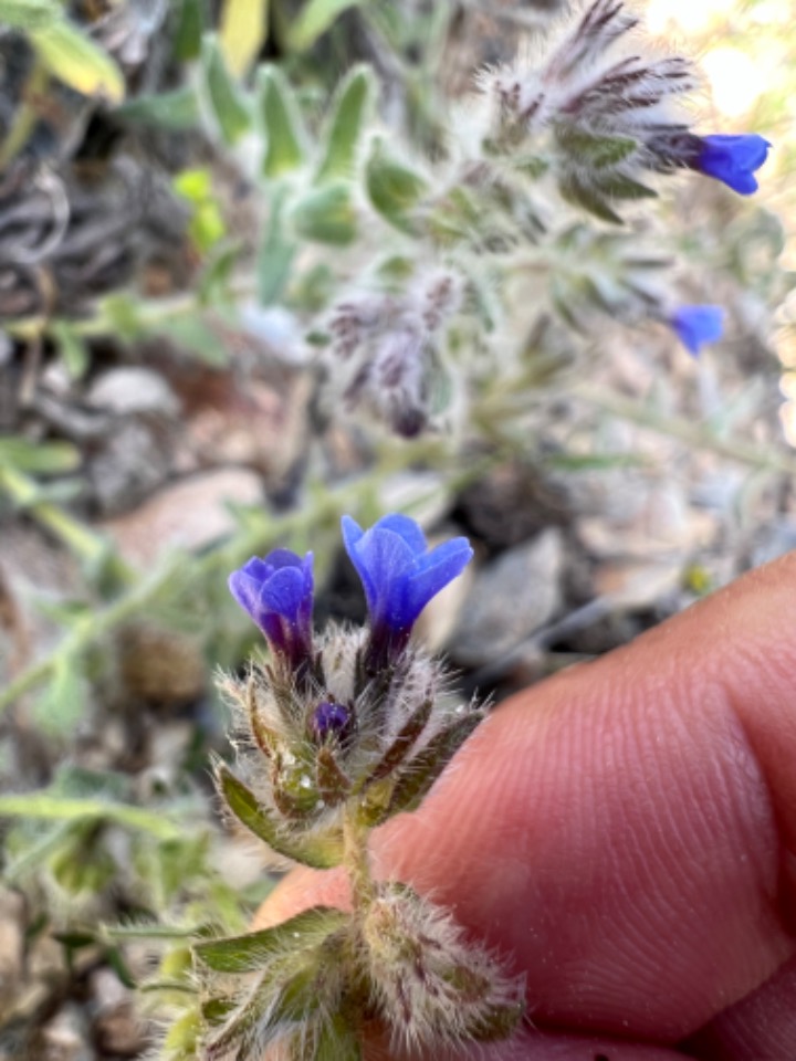 Alkanna tinctoria