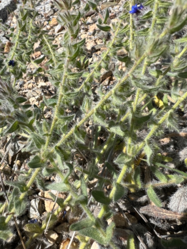 Alkanna tinctoria