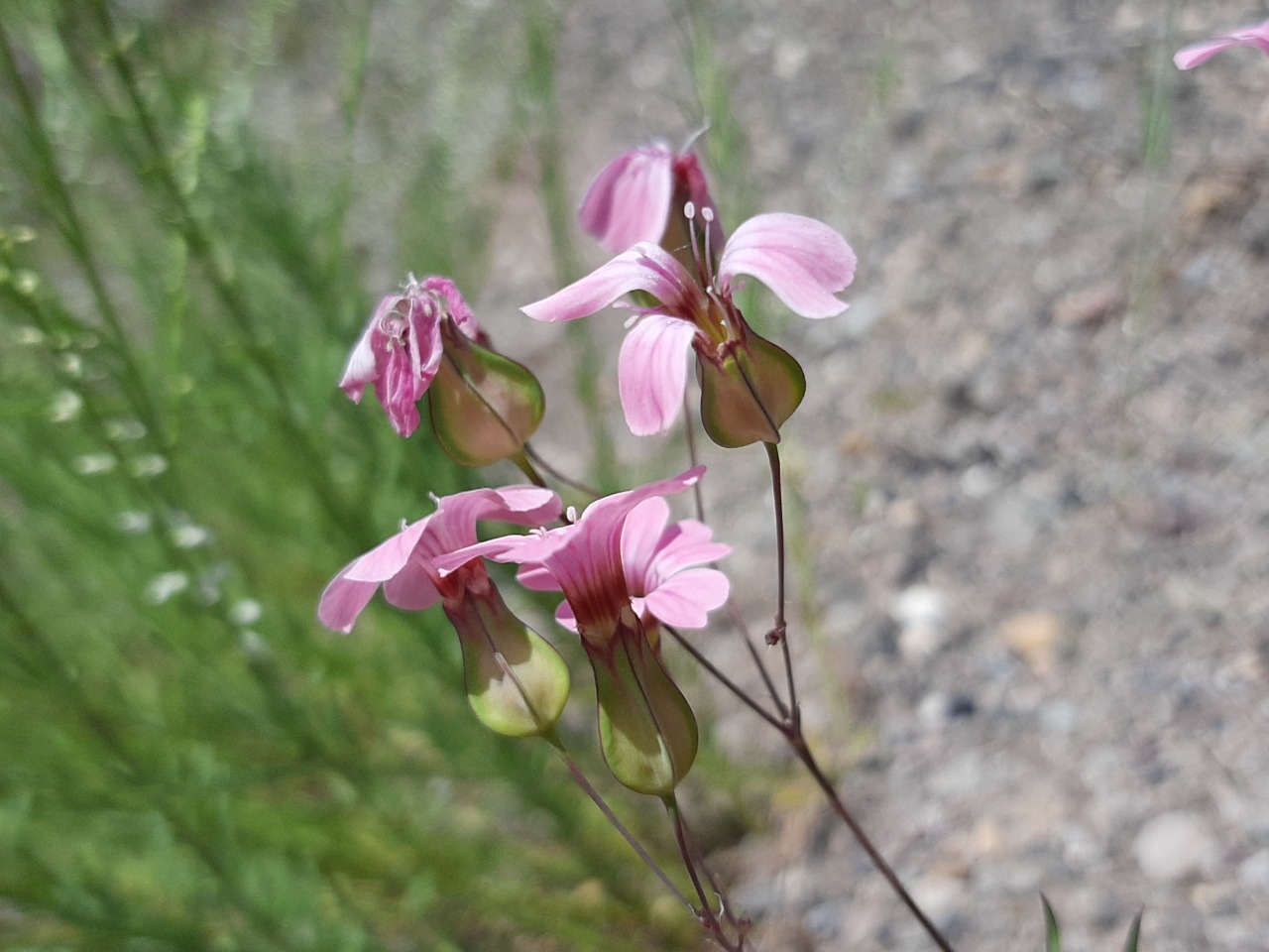 Vaccaria hispanica