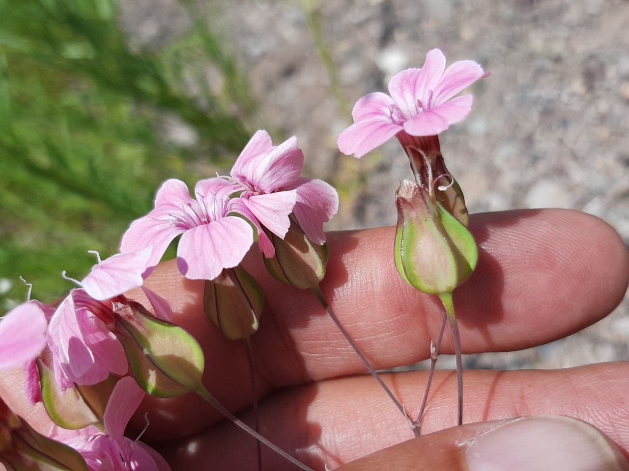 Vaccaria hispanica