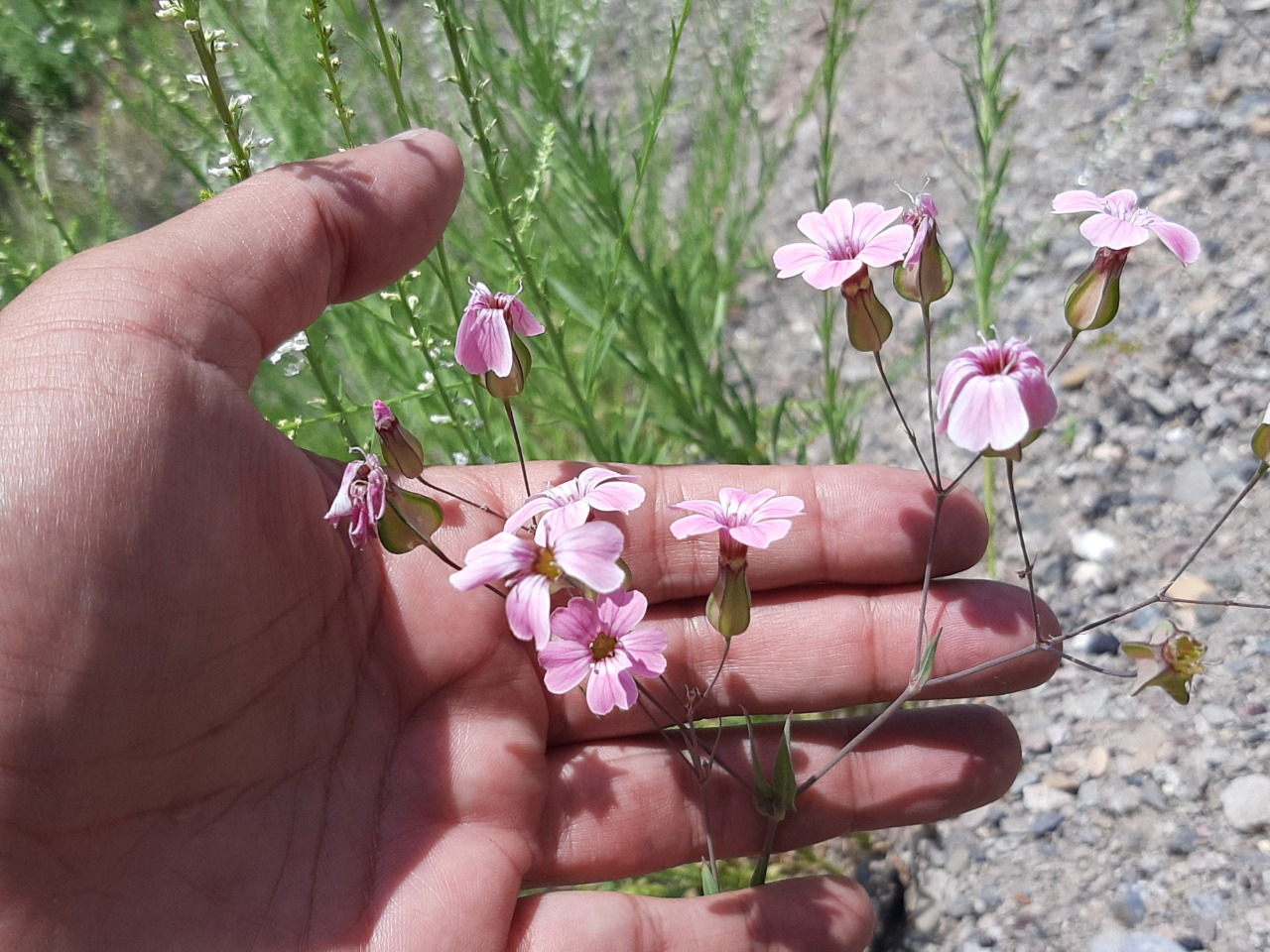 Vaccaria hispanica