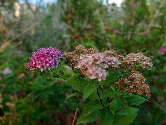 Spiraea japonica