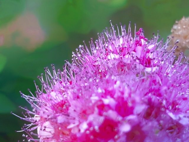 Spiraea japonica