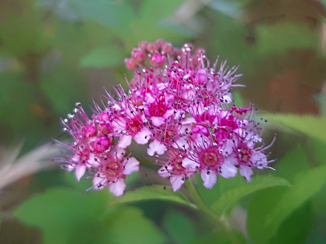 Spiraea japonica