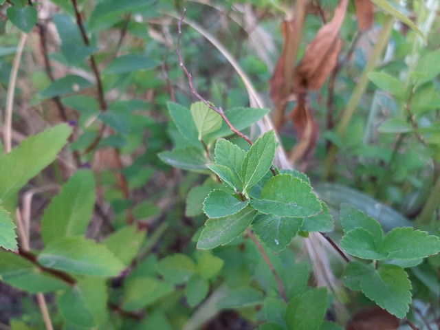 Spiraea japonica