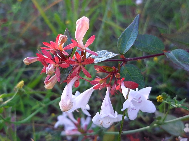 Abelia grandiflora