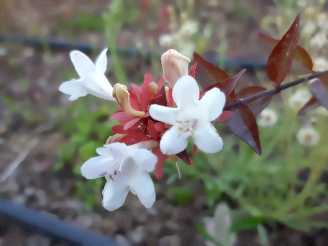 Abelia grandiflora