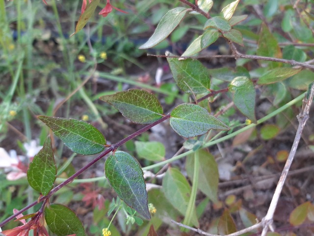 Abelia grandiflora