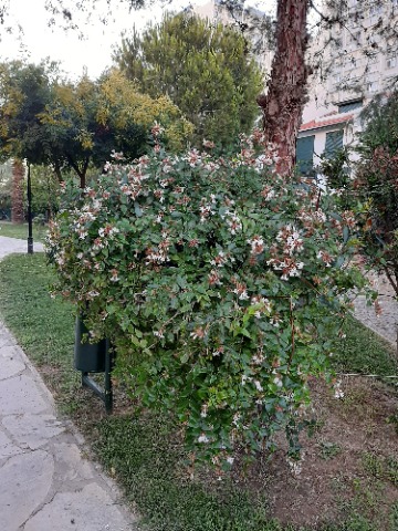 Abelia grandiflora