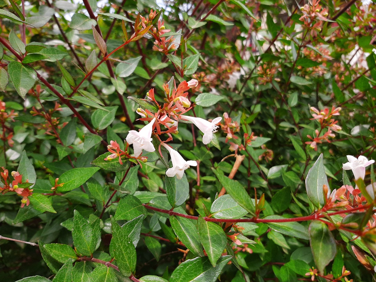 Abelia grandiflora