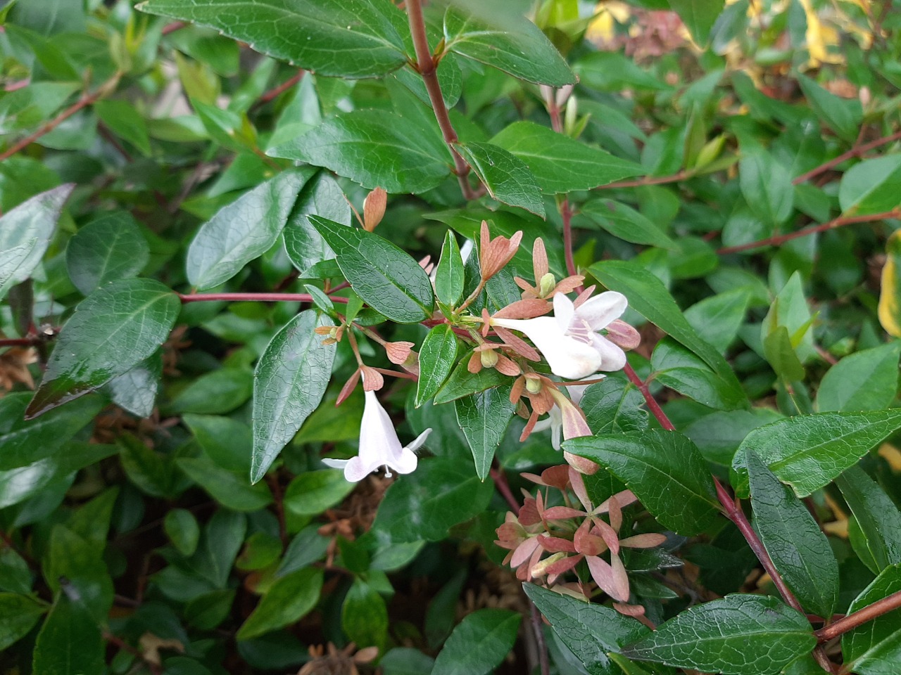 Abelia grandiflora