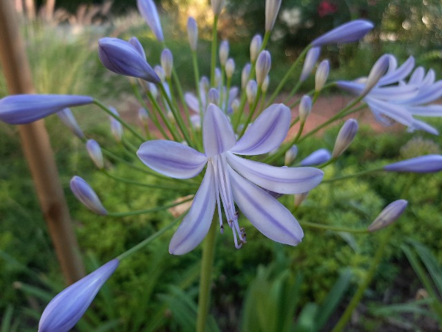 Agapanthus africanus