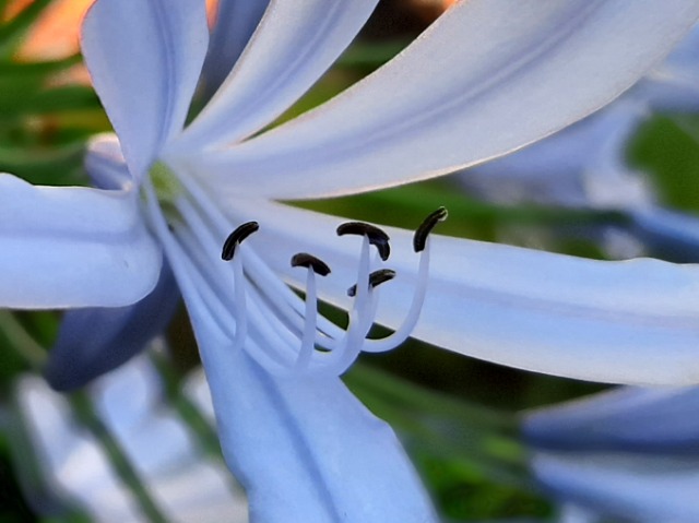 Agapanthus africanus