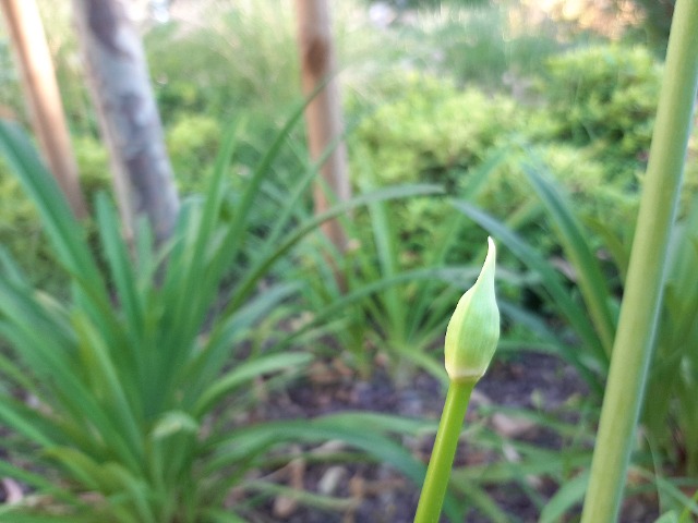 Agapanthus africanus