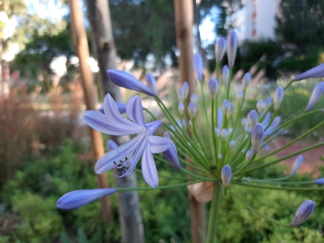 Agapanthus africanus