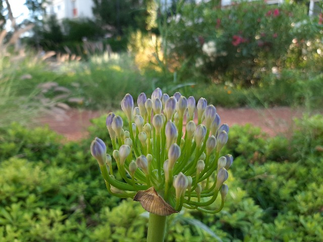 Agapanthus africanus